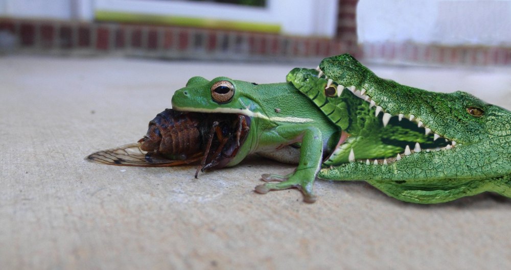 Frog twinkjak