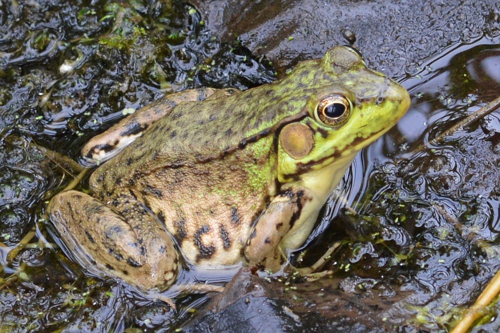 Green Bullfrog Green Bullfrog