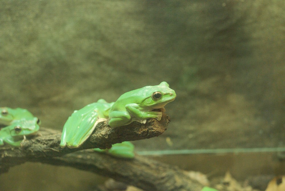 Spring Green Frog где купить в России