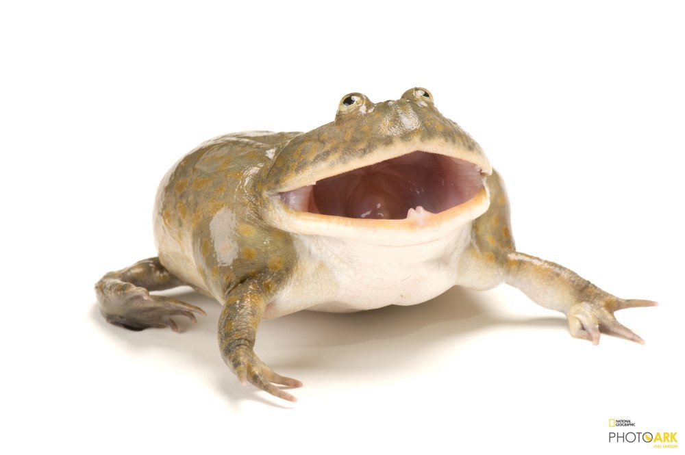 Злая щитоспинка