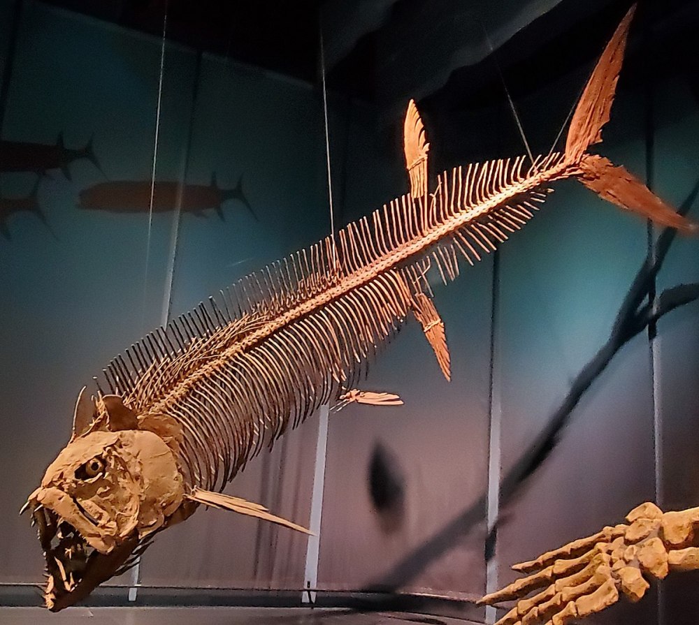 Xiphactinus Audax