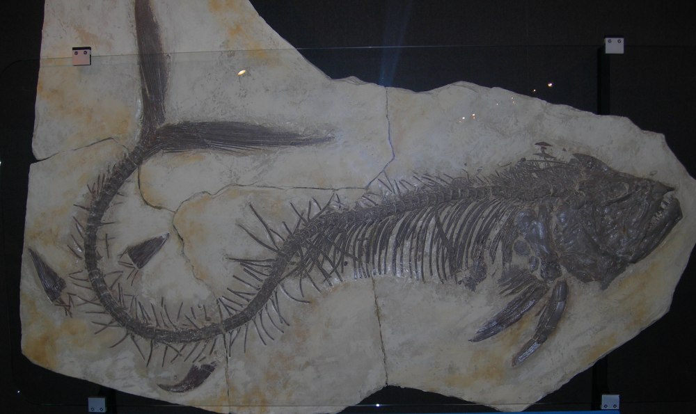 Xiphactinus Audax