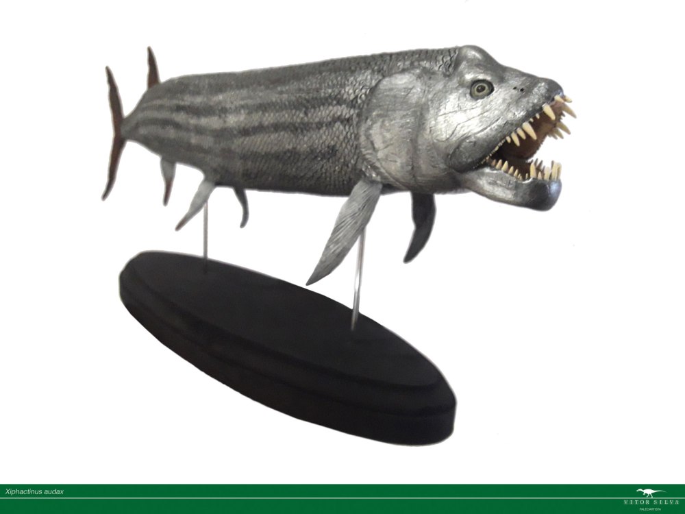 Collecta Ксифактин