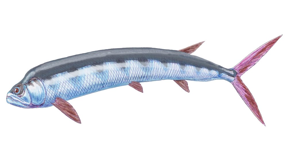 Ichthyodectiformes prrhisroric