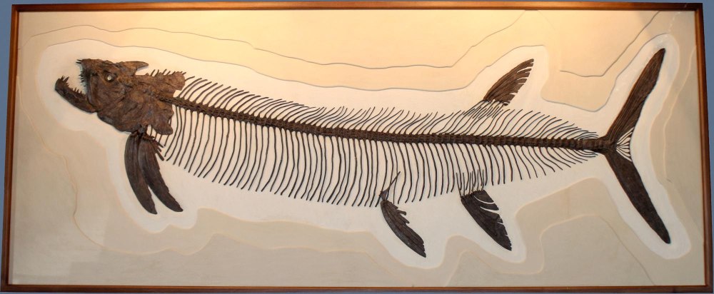 Xiphactinus Audax