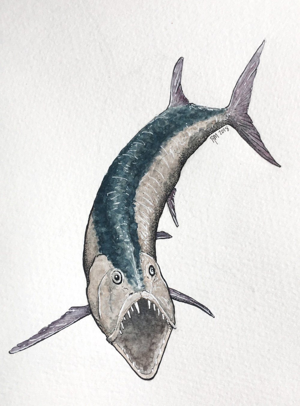 Xiphactinus Audax