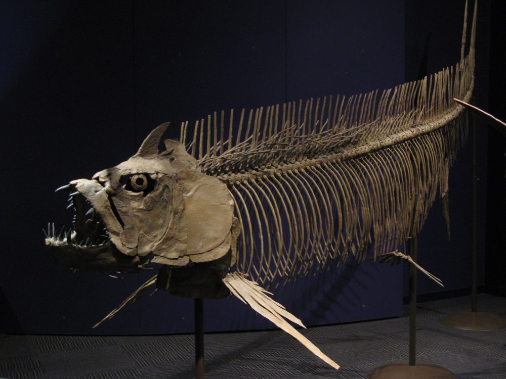Xiphactinus Audax
