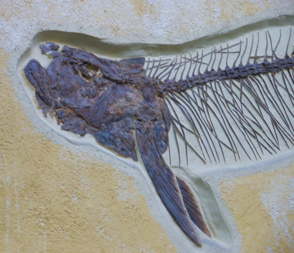 GILLICUS arcuatus