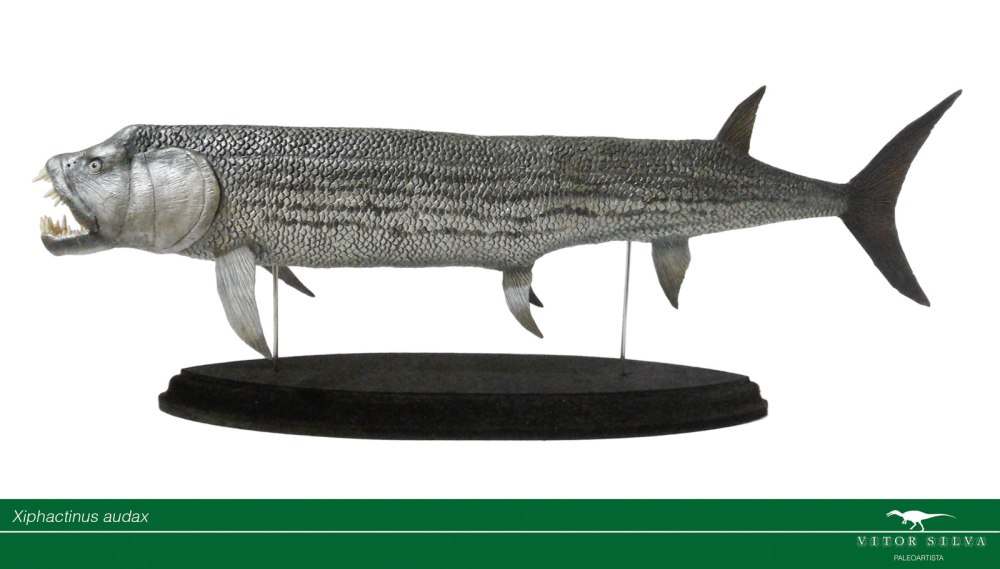 Xiphactinus Audax