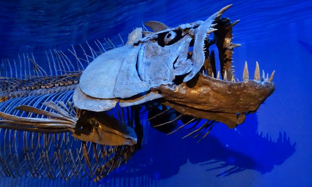 Xiphactinus Audax