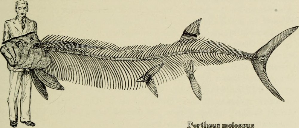 Xiphactinus Audax