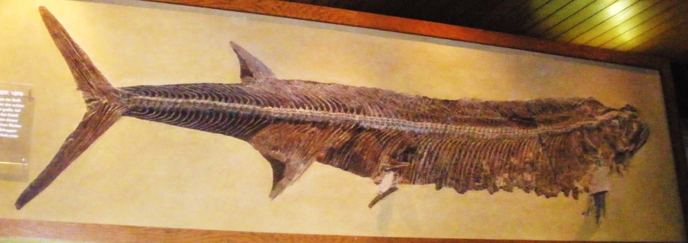 Ископаемая рыба Xiphactinus