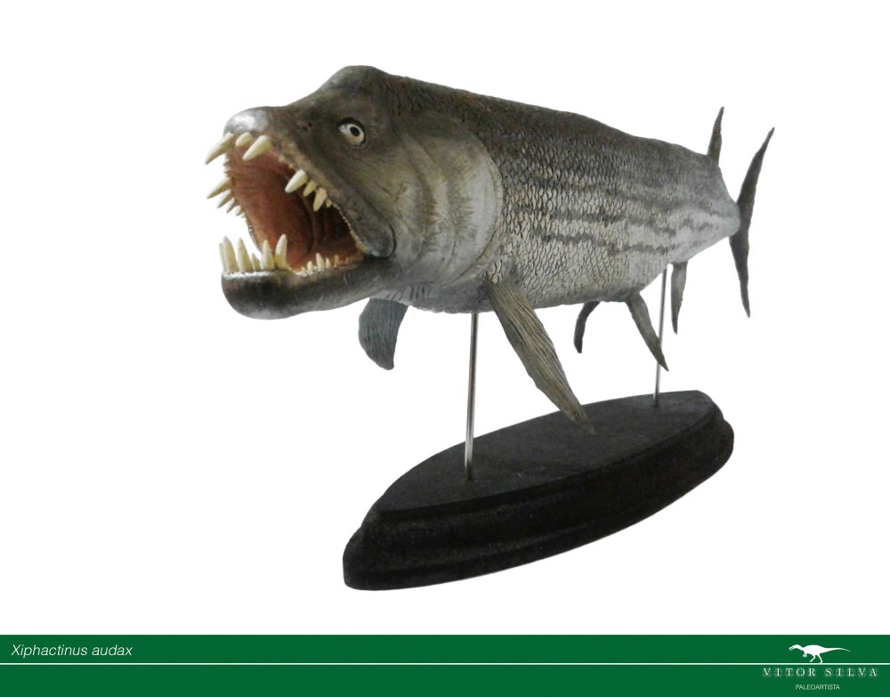 Collecta рыба Ксифактин