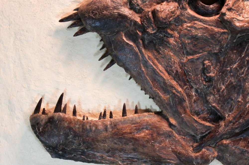 Xiphactinus Audax