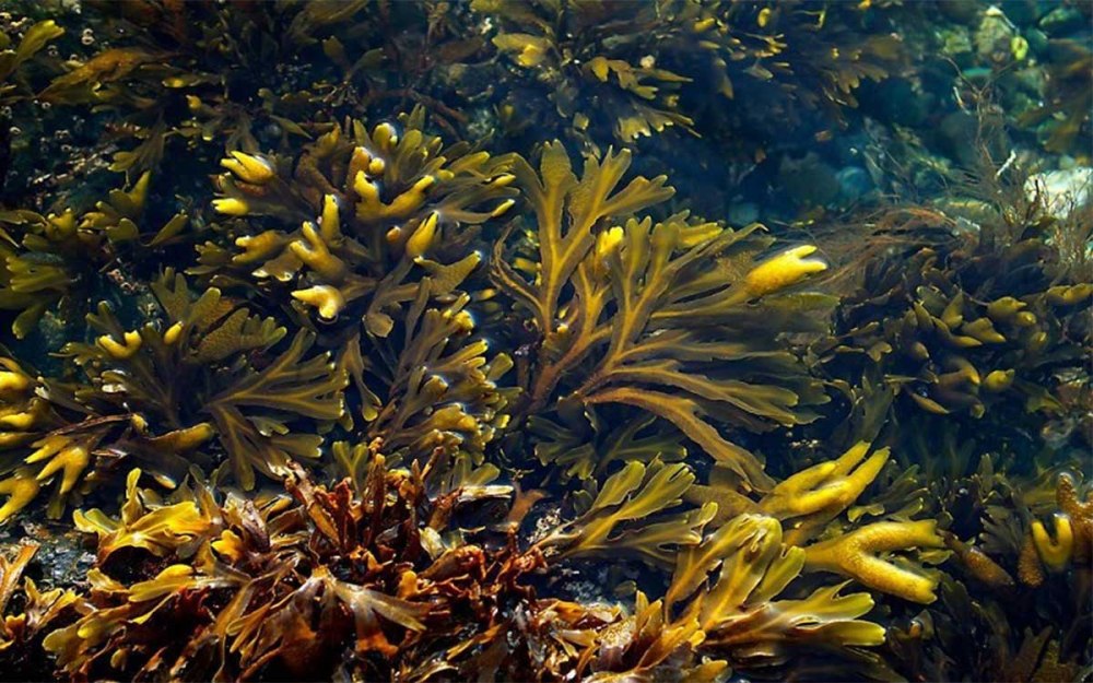 Фукусы морские водоросли