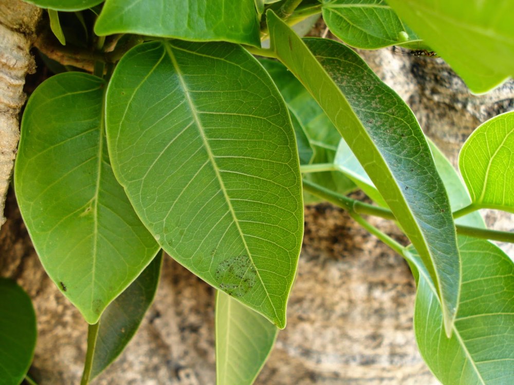 Фикус Ficus columna