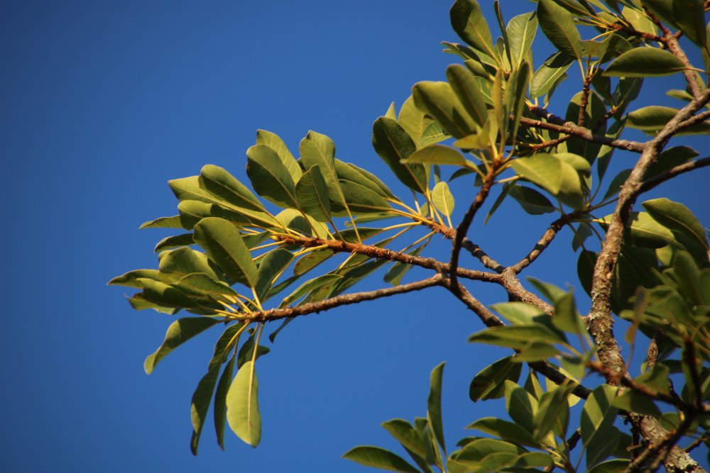 Ficus palmata
