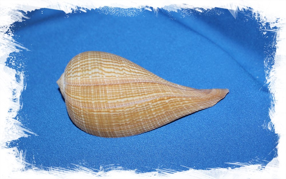 Тонкостенная морская раковина