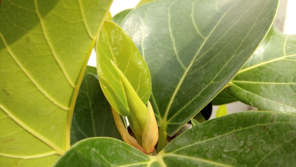 Banyan Leaf
