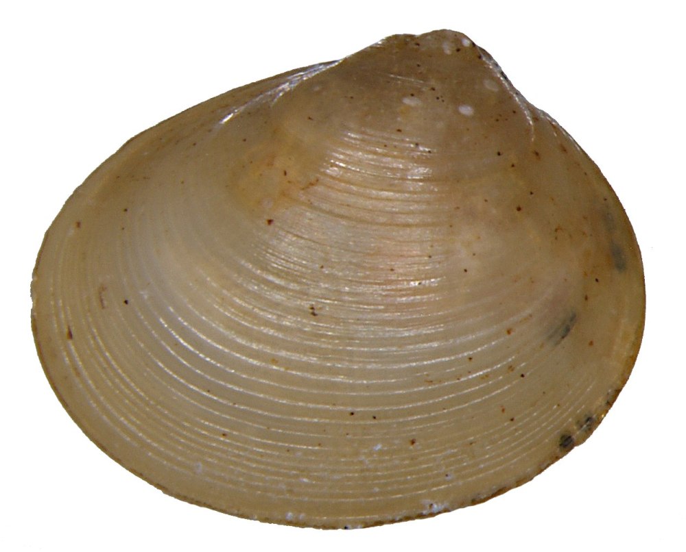 Pisidium amnicum