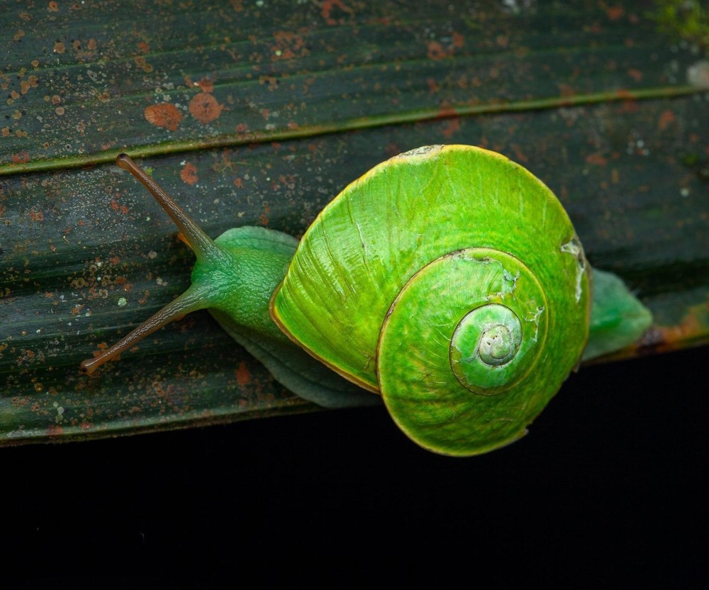 Улитка Priotrohatella stellata