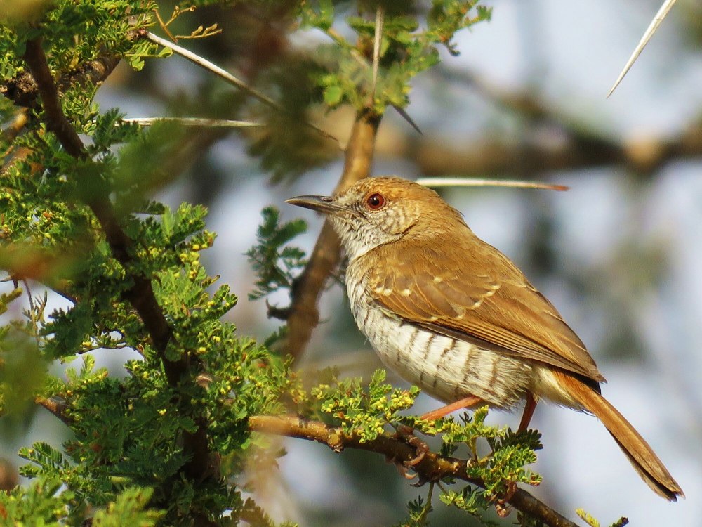 Chestnut-Fronted Helmetshrike