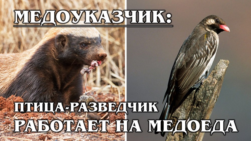 Смелый медоед
