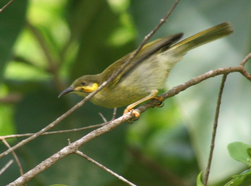 Wattled Ploughbill