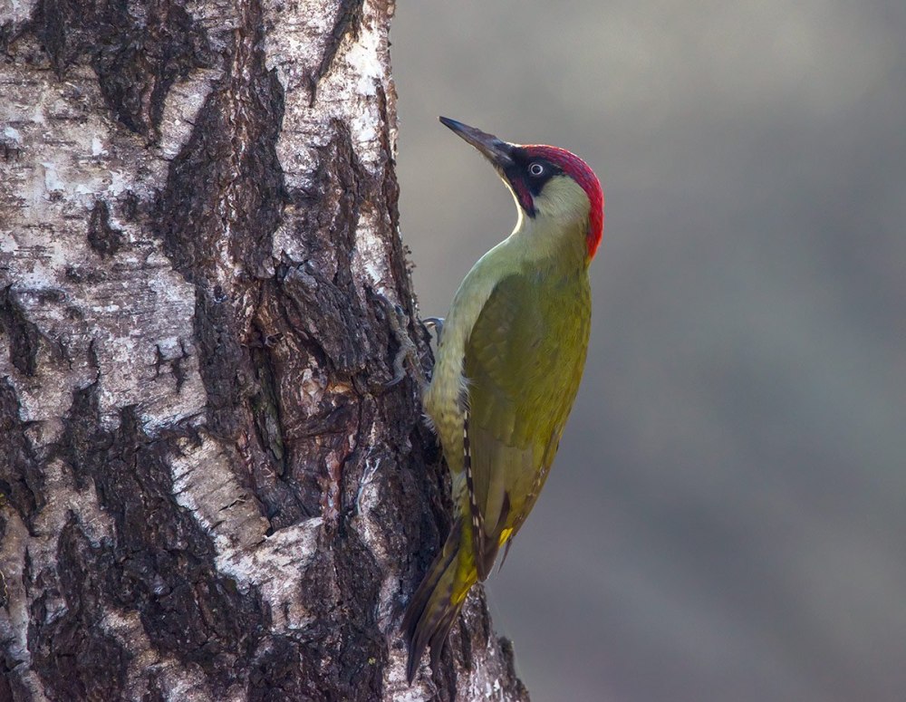 Зелёный дя́тел (Picus viridis)