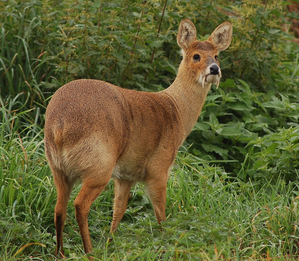 Сахалинская кабарга Moschus moschiferus sachalinensis