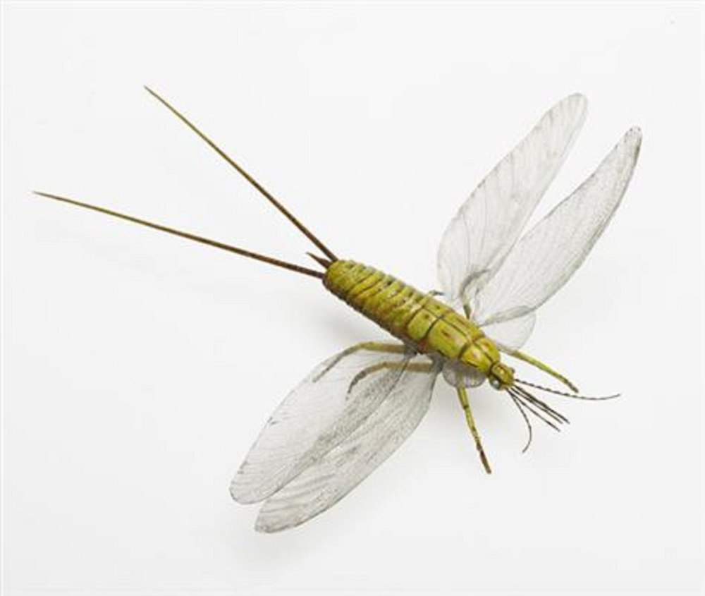 Палеодиктиоптеры Palaeodictyoptera