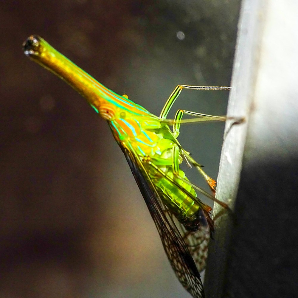Dictyopharidae