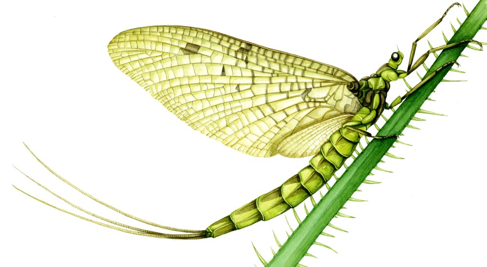 Ephemera Vulgata личинка