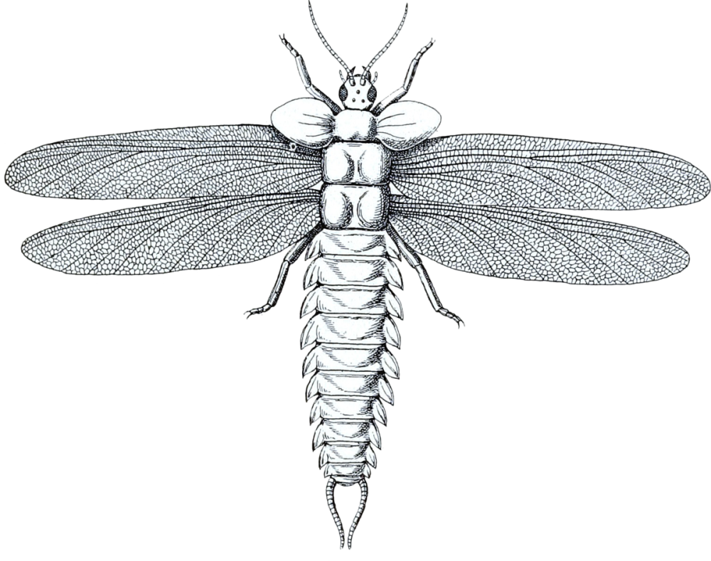 Stenodictya lobata