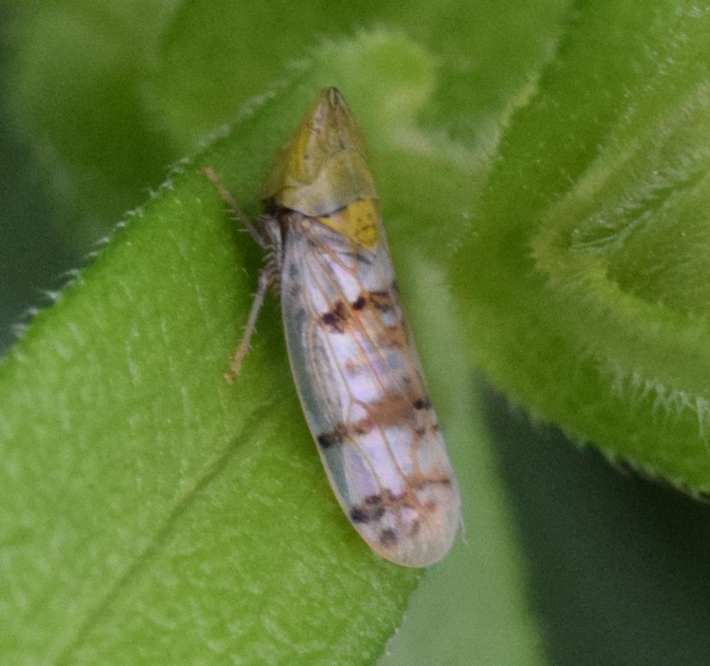 Pamphagus hyalinus