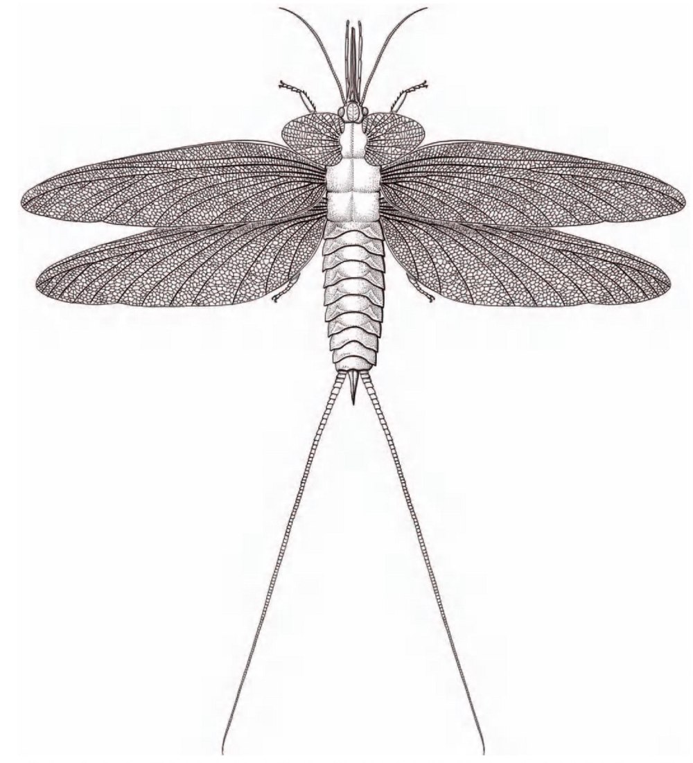 Палеодиктиоптеры Palaeodictyoptera