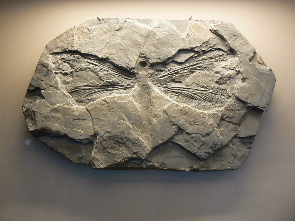 Meganeura Fossil