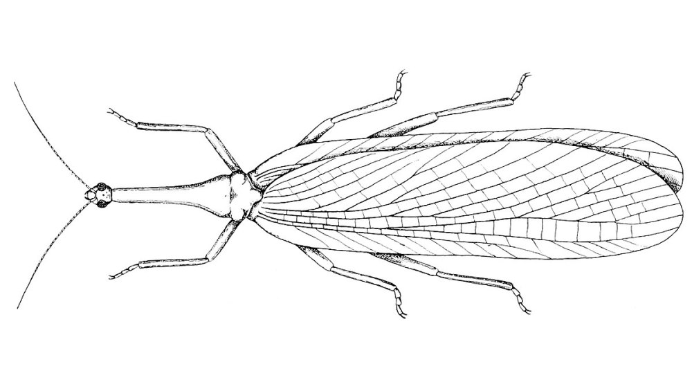 Gerarus
