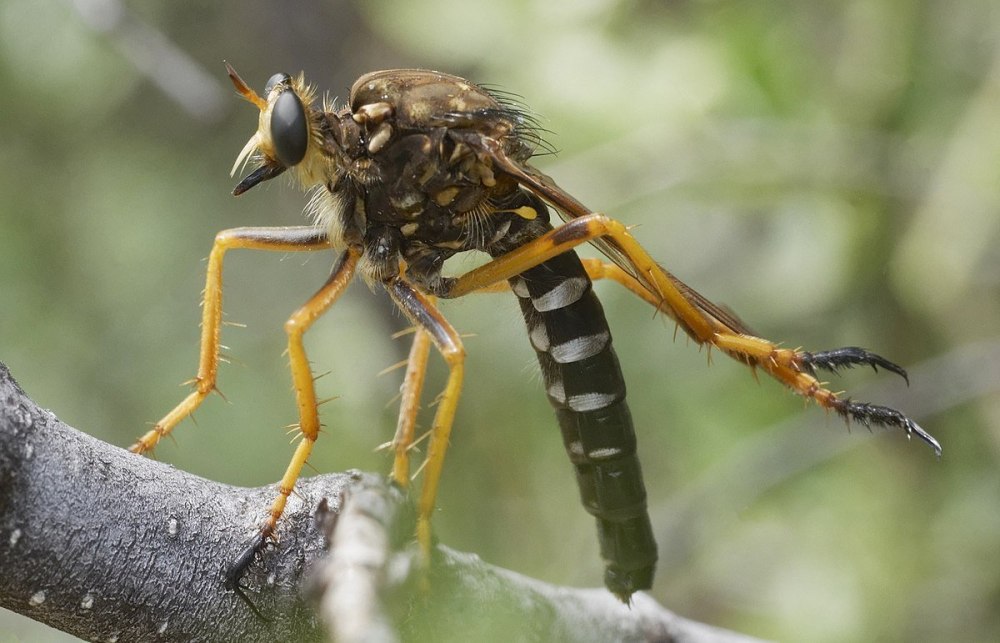 Robber Fly Hornet