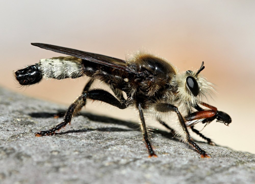 Ктырь горбатый Laphria gibbosa