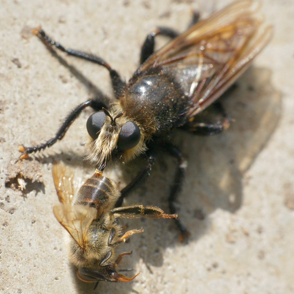 Laphria gibbosa