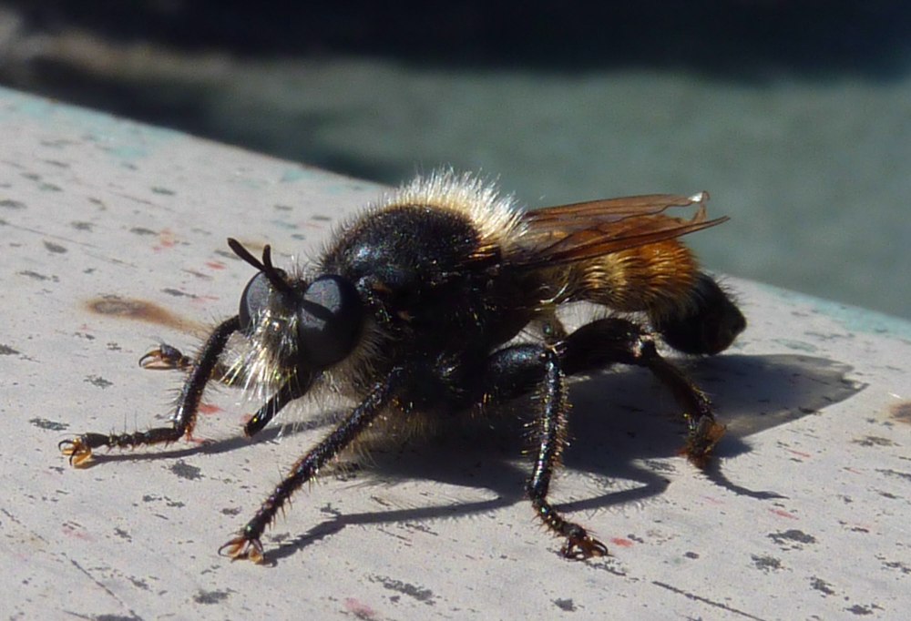 Ктырь горбатый Laphria gibbosa