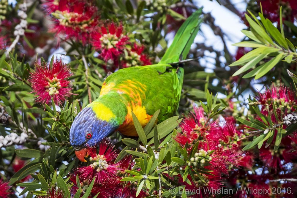 Lorikeet местообитание
