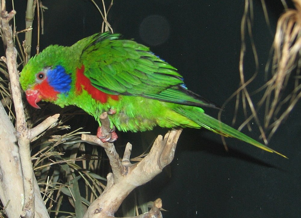 Charmosyna toxopei