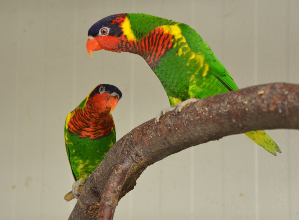 Лорикет Джонстонов Trichoglossus johnstoniae