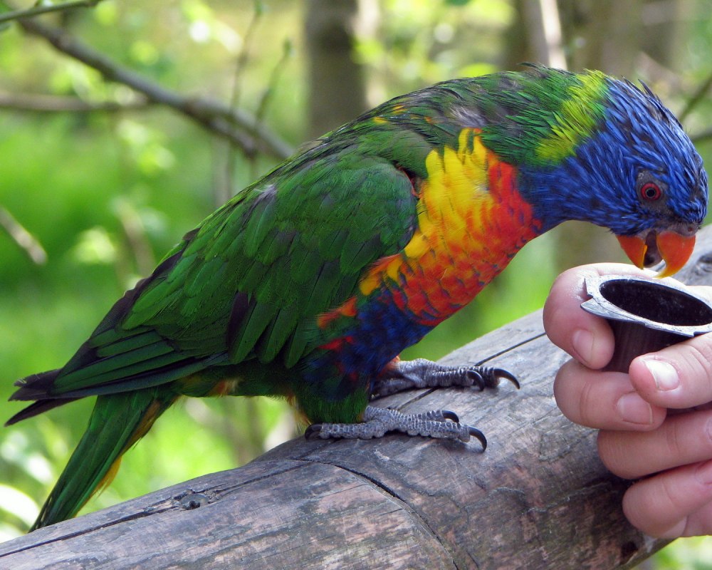 Trichoglossus haematodus
