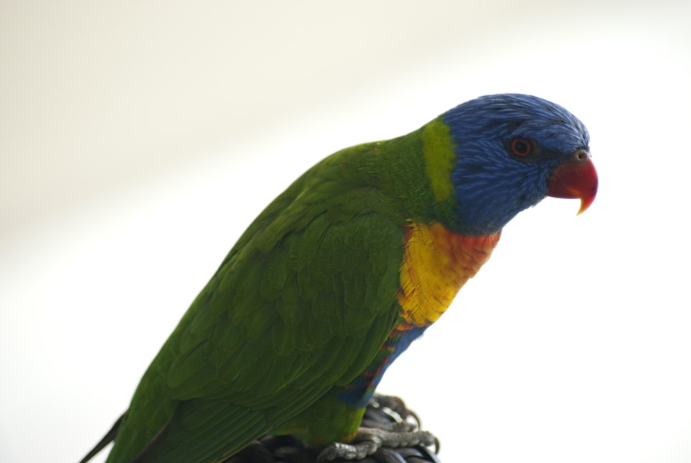 Australian Rainbow Parrot