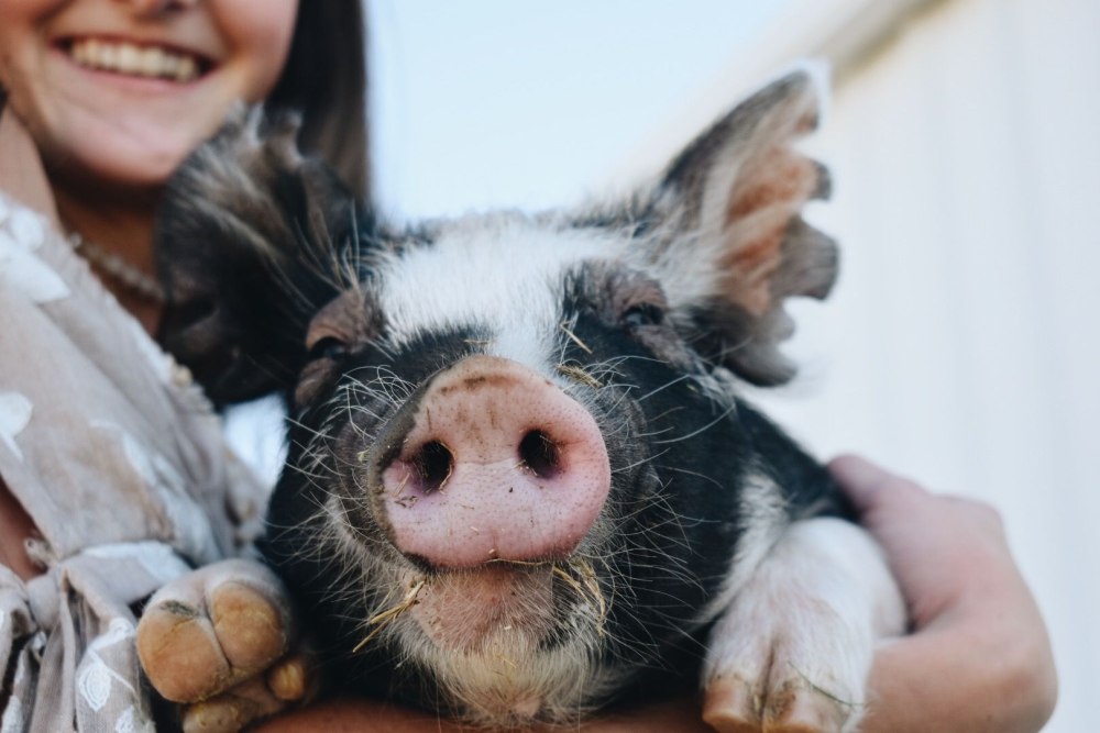 Berkshire Pig
