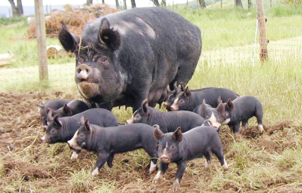 Berkshire Pigs for sale in Georgia