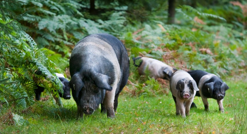 Piggies Англия